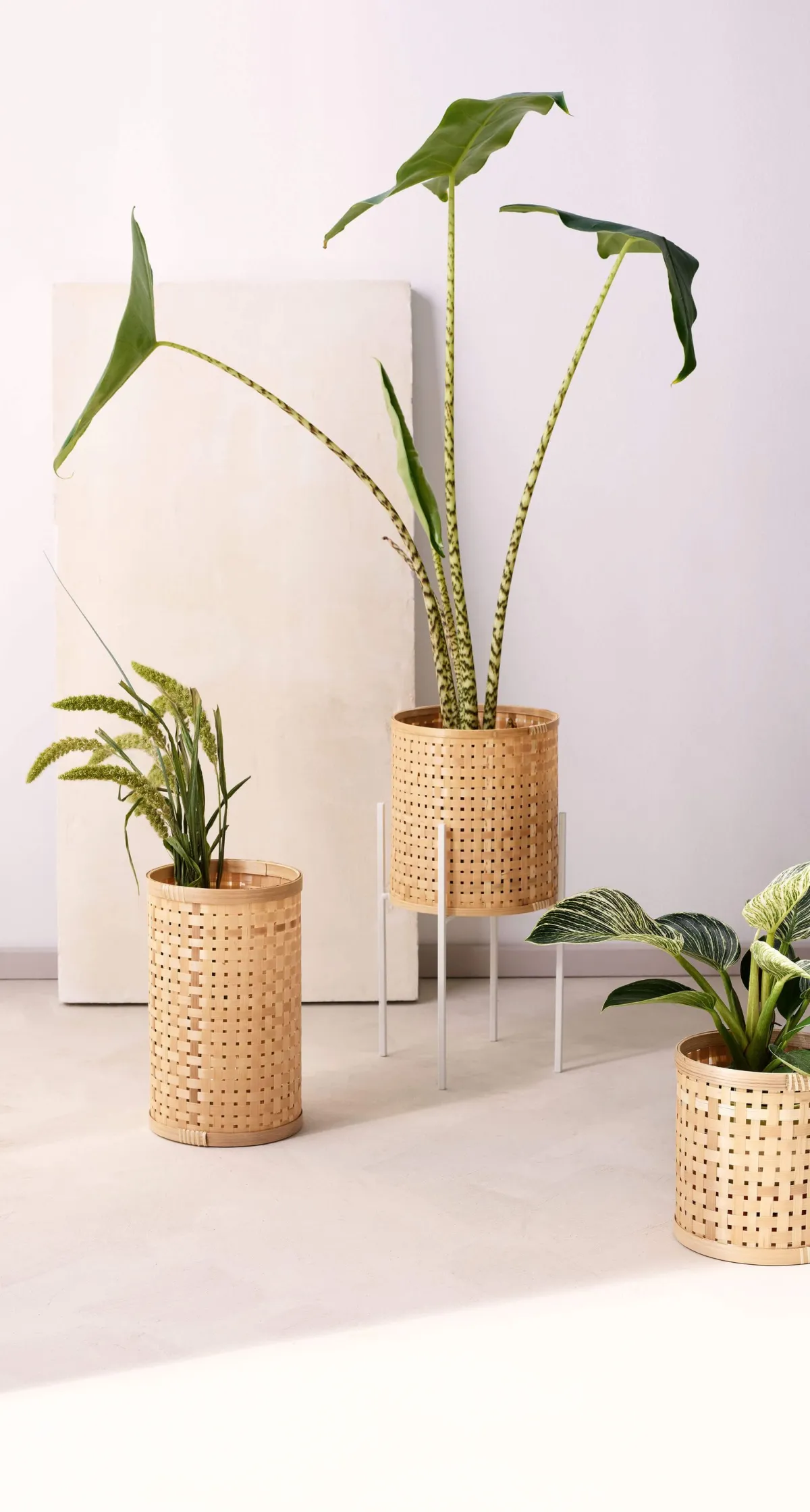 New ASA Selection bambus zylinder