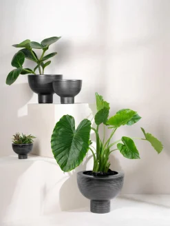 Online ASA Selection übertopf auf fuß, black