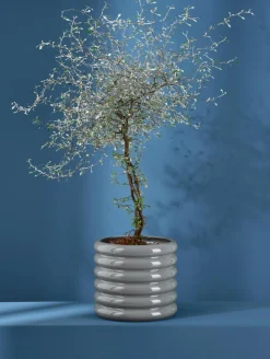 Online ASA Selection übertopf, cool gray