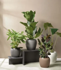 Hot ASA Selection übertopf, earth