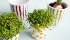 Hot ASA Selection espressobecher