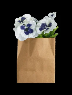 Online ASA Selection stiefmütterchen in papier