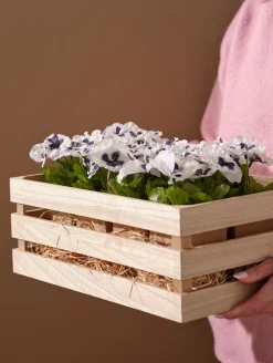 ASA Selection stiefmütterchen in papier, 6er set